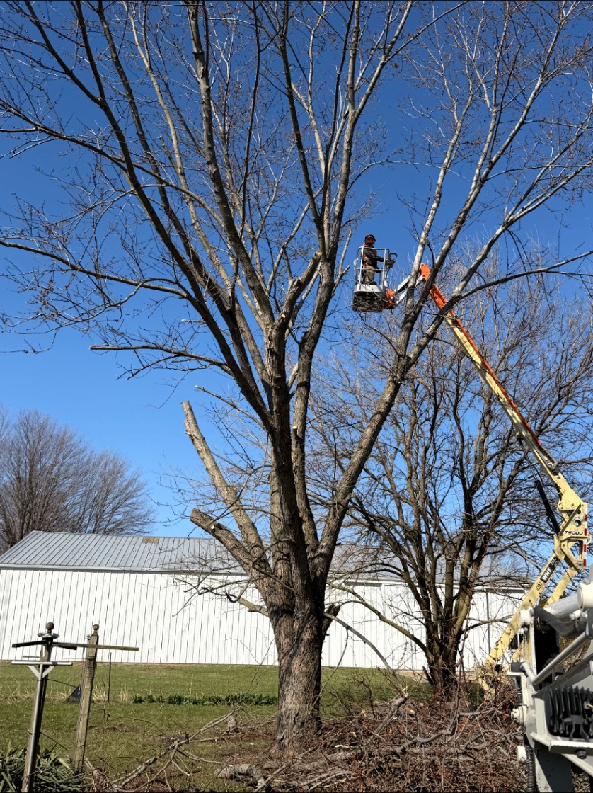 Tree Removal
